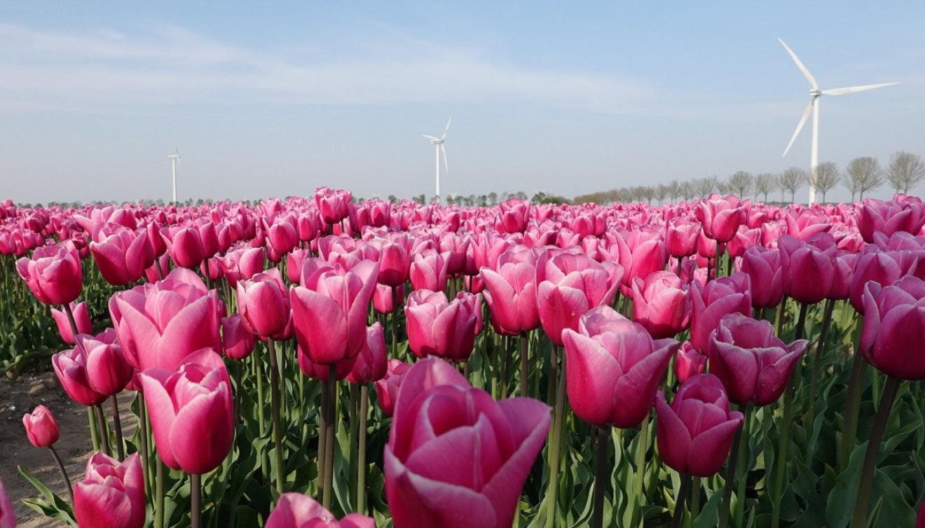 tulpen in de bollenstreek