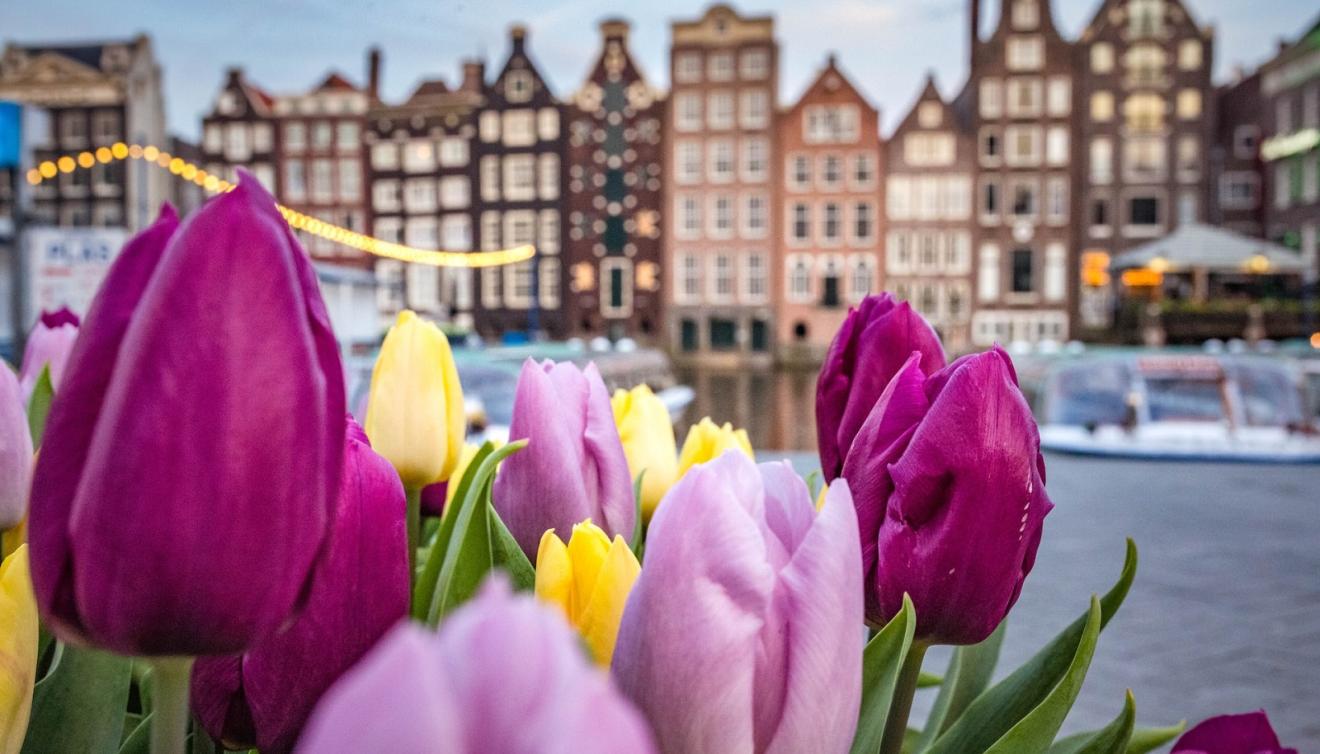 tulpen in amsterdam