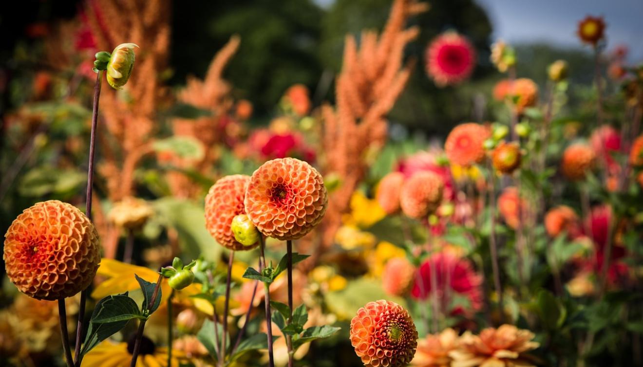 dahlias