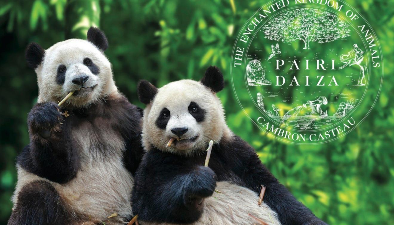 panda's pairi daiza
