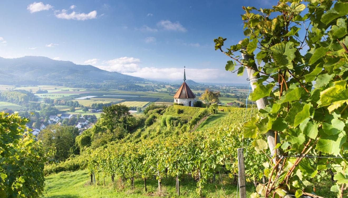 freiburg weinberge olbergkapelle