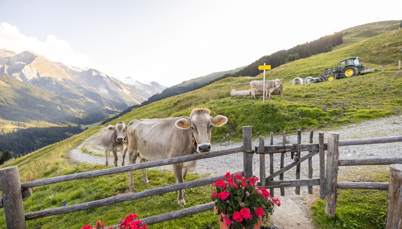 Zillertal Lattenalm