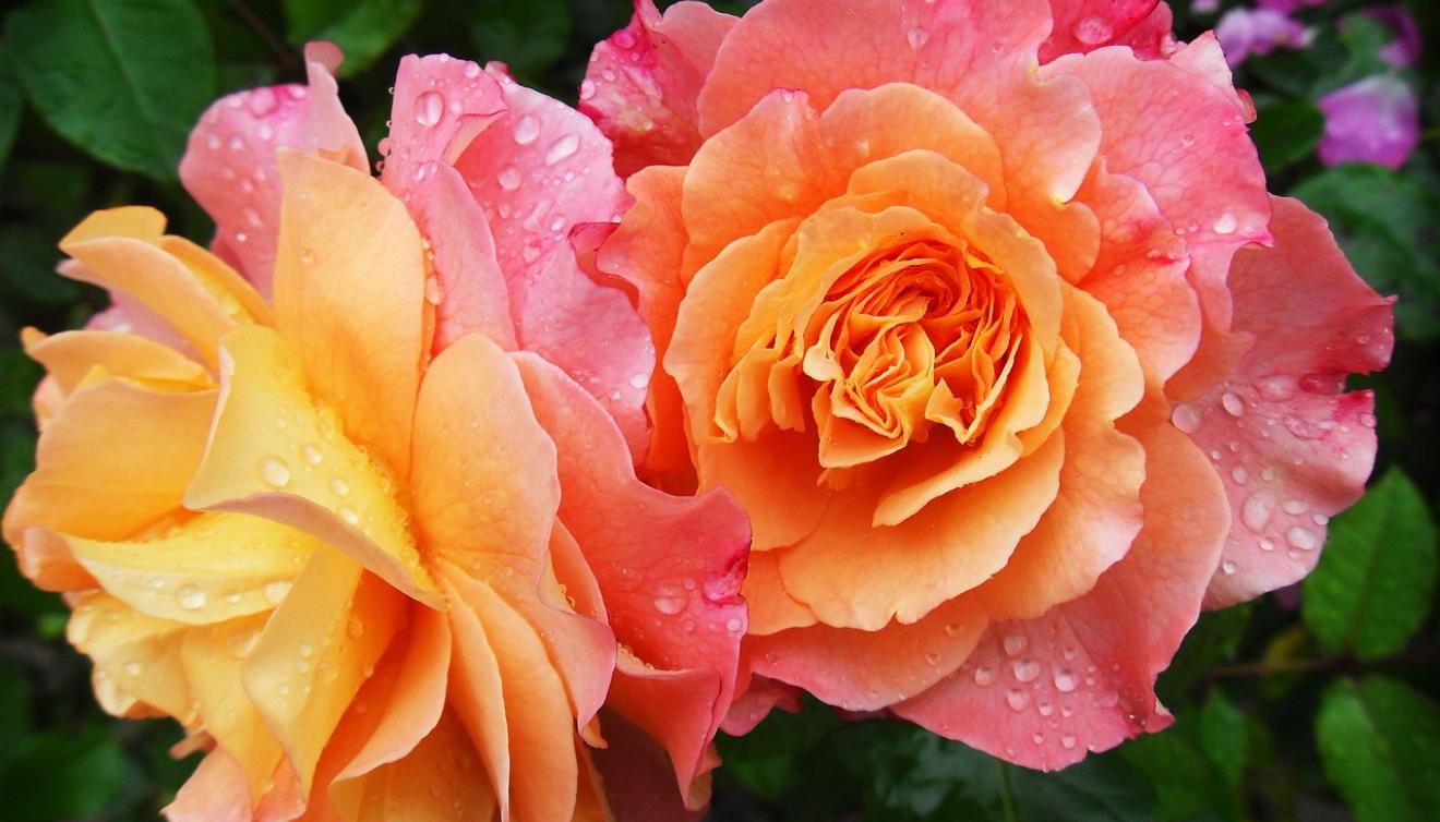 rozen