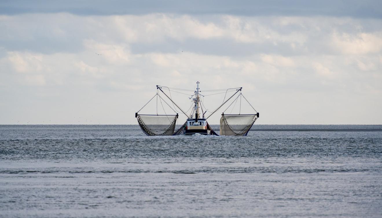 garnalenvisser