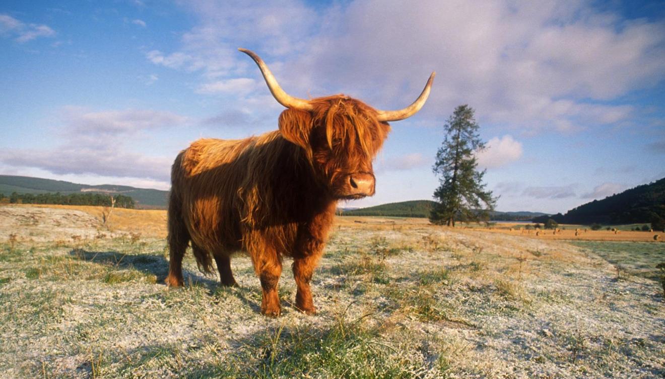 Rothiemurchus Estate Schotland