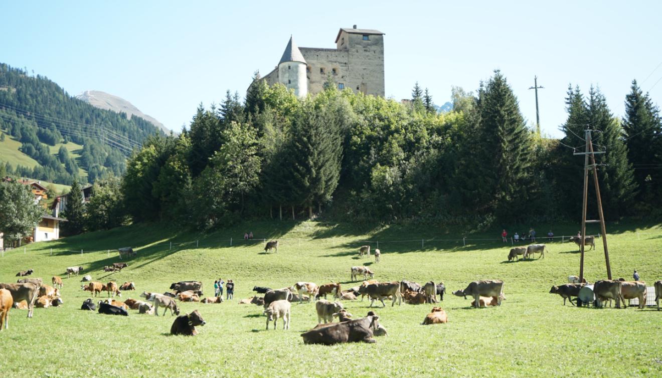 almabtrieb nauders tirol