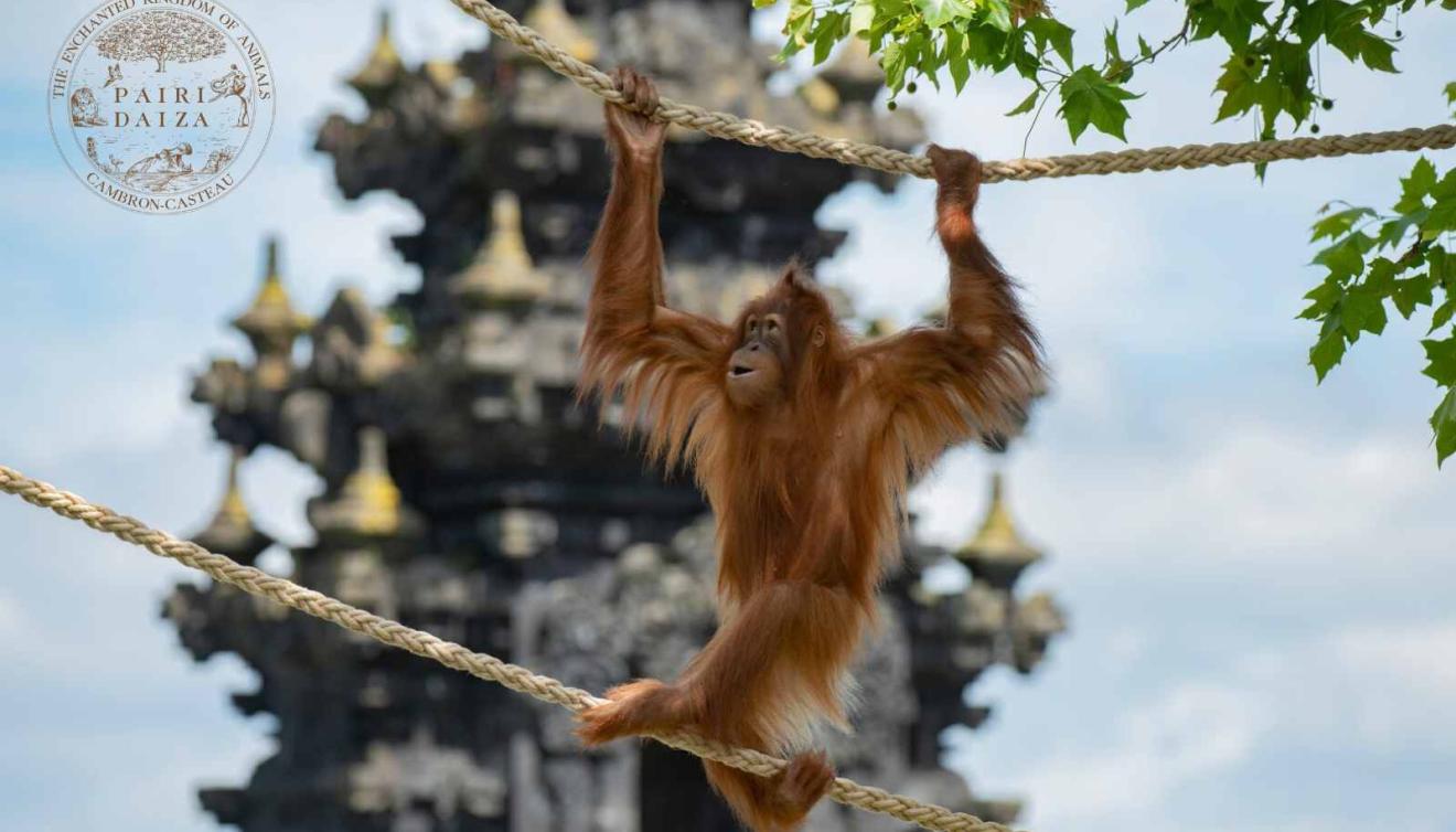 pairi daiza oerang oetan