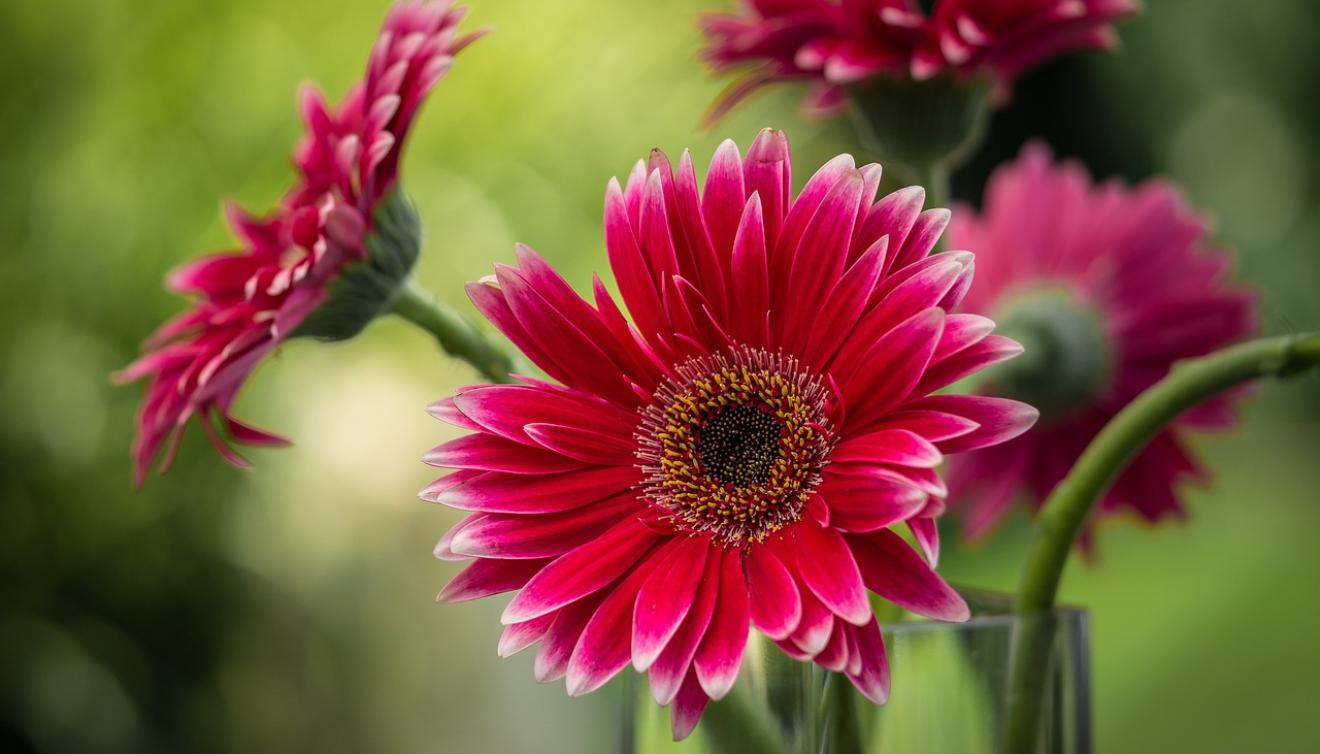 gerbera 