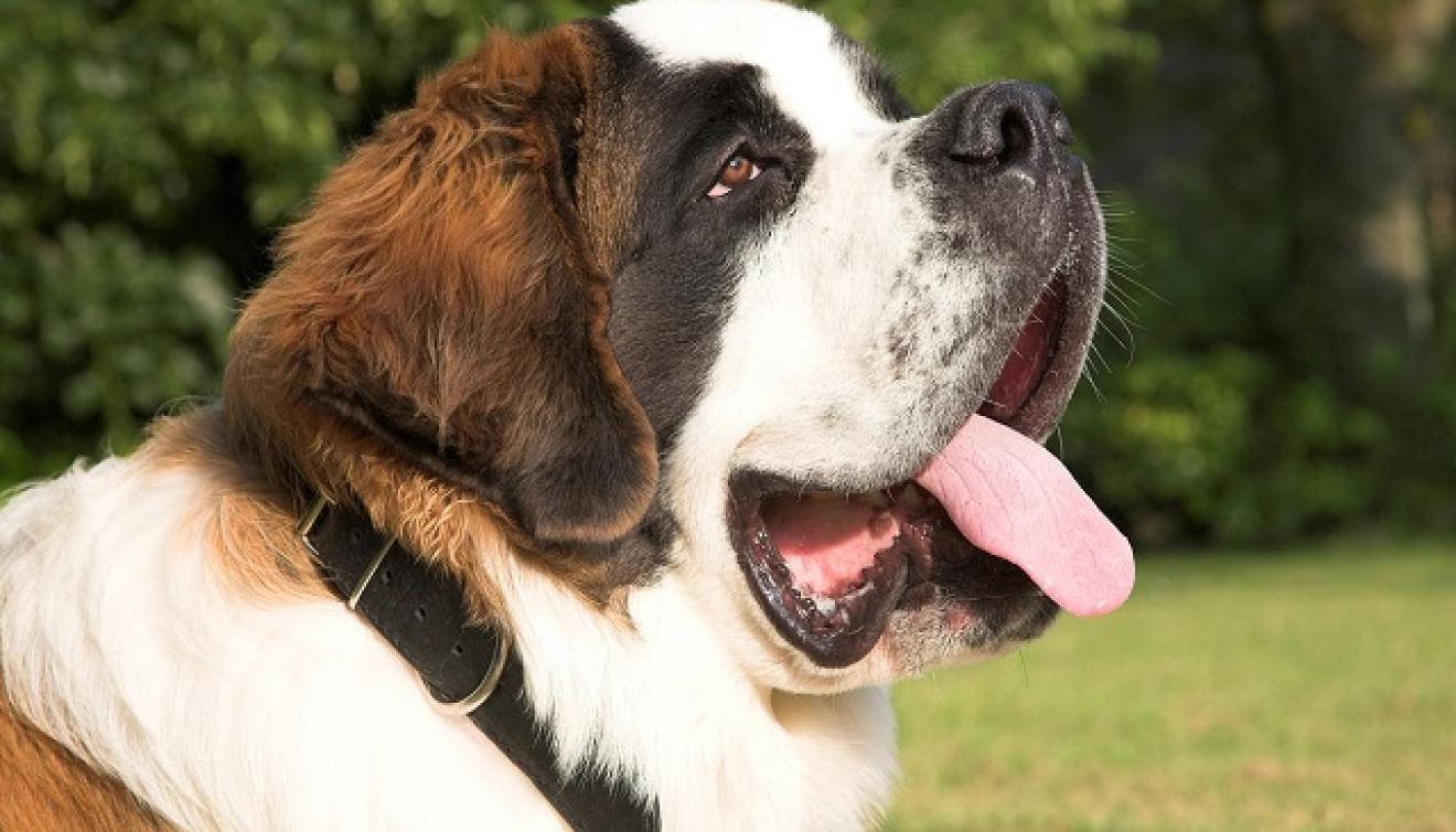 st bernard animaux alpes
