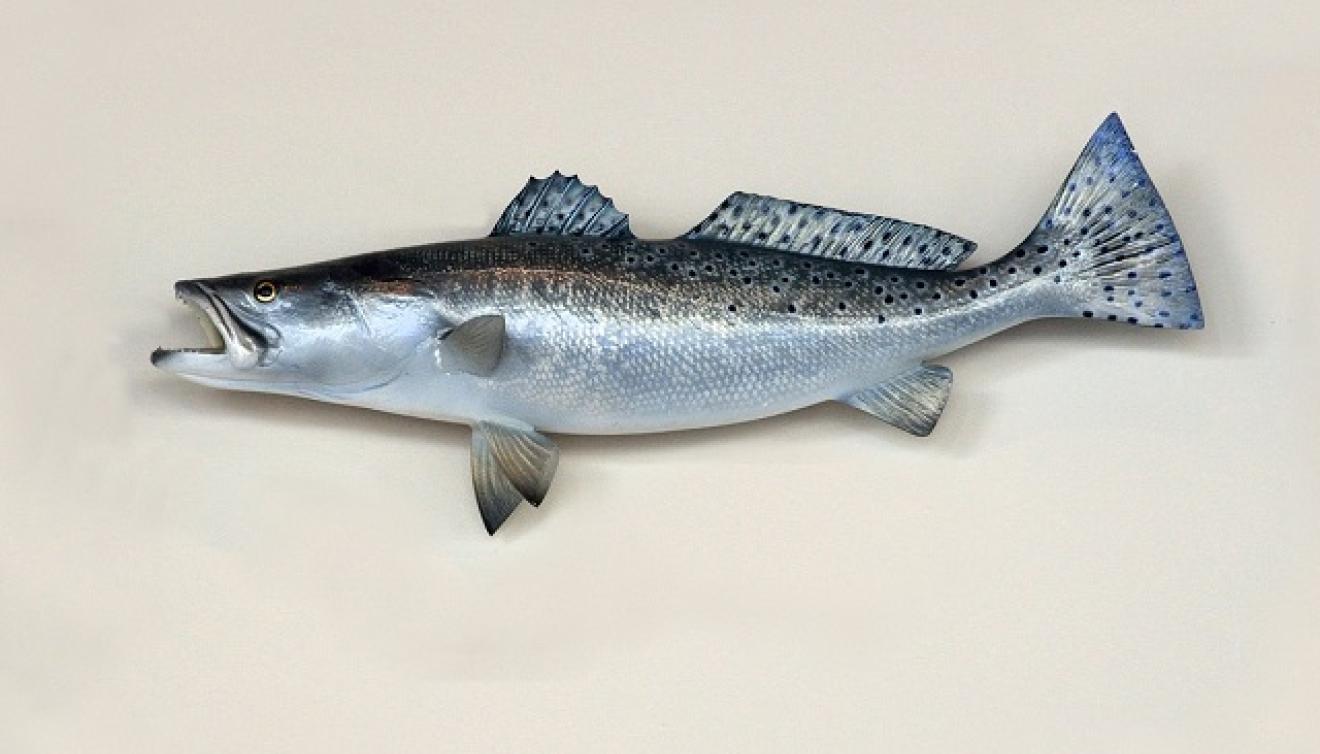forel