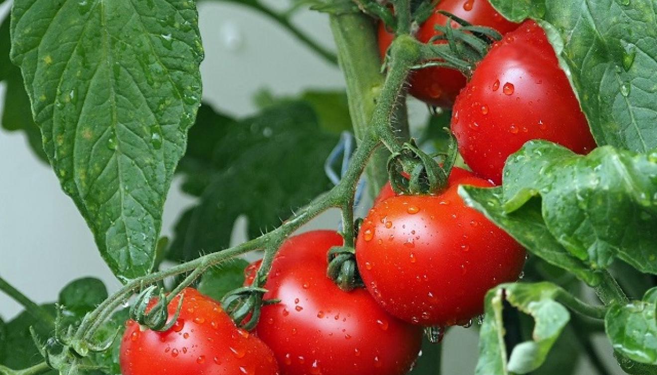 tomaat tomaten