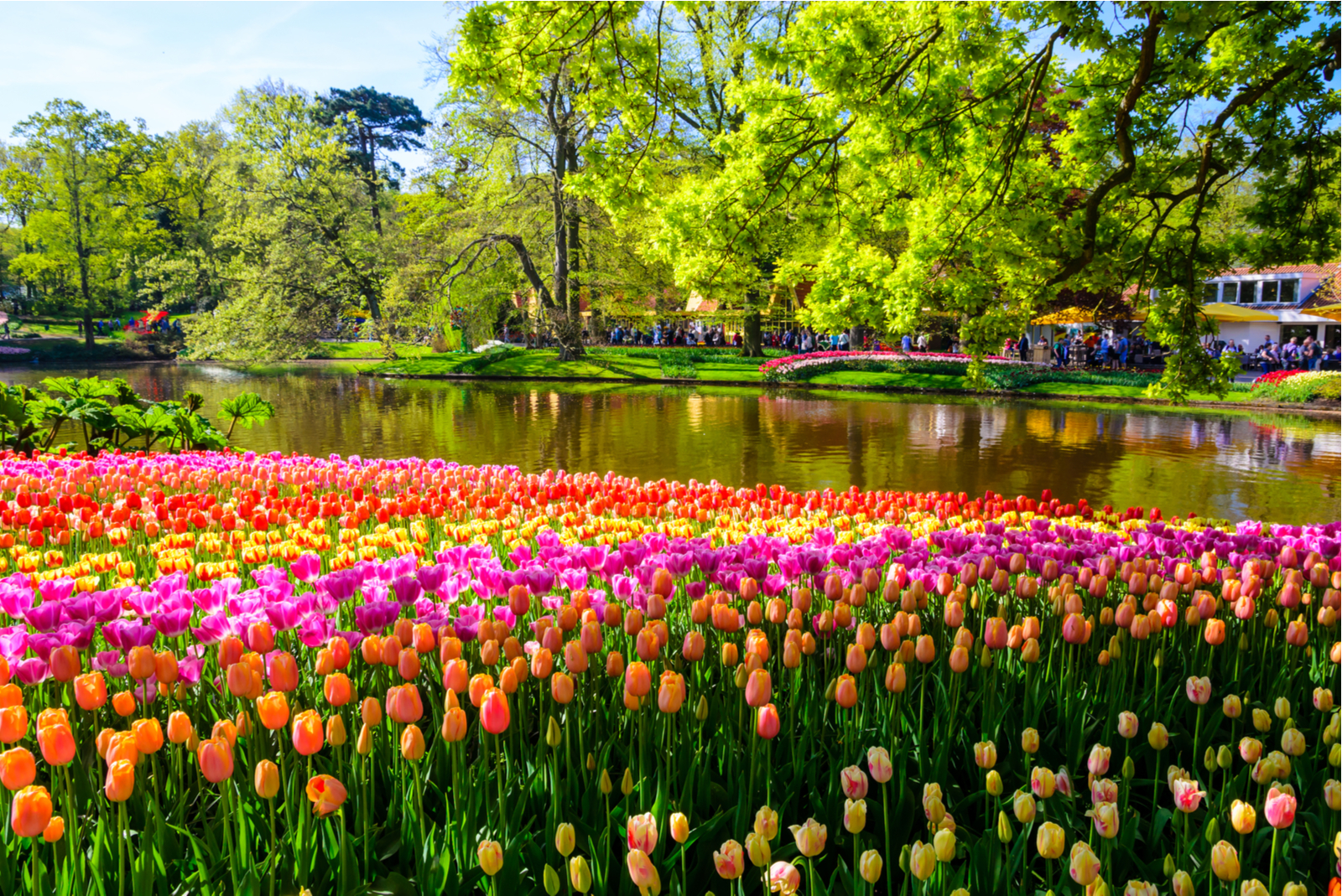 keukenhof pays bas