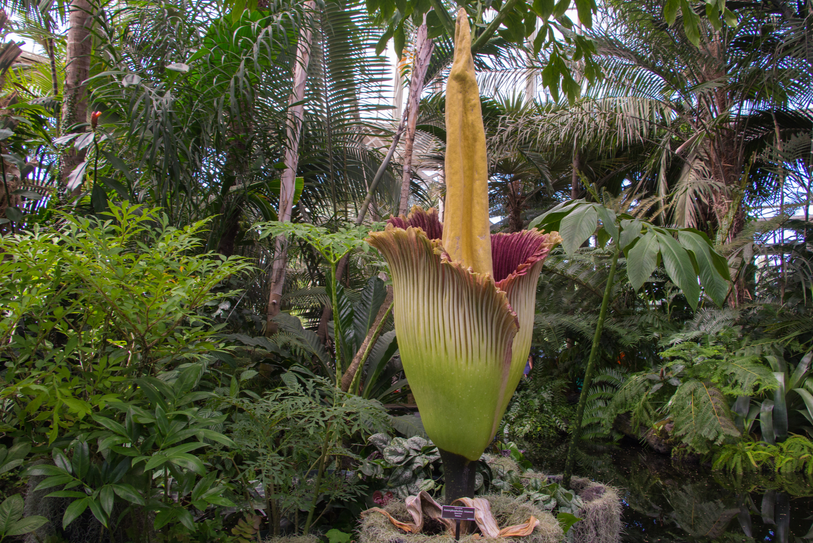 tuin meise amorphophallus