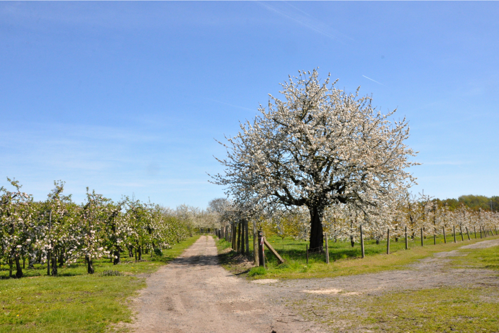 bloesem haspengouw