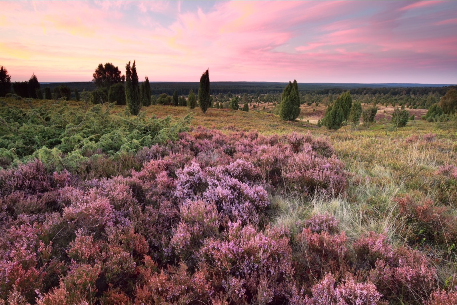 luneburger heide duitsland