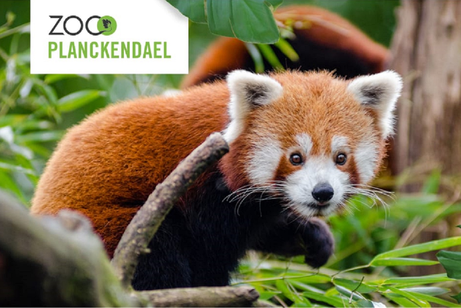 planckendael zoo dierentuin