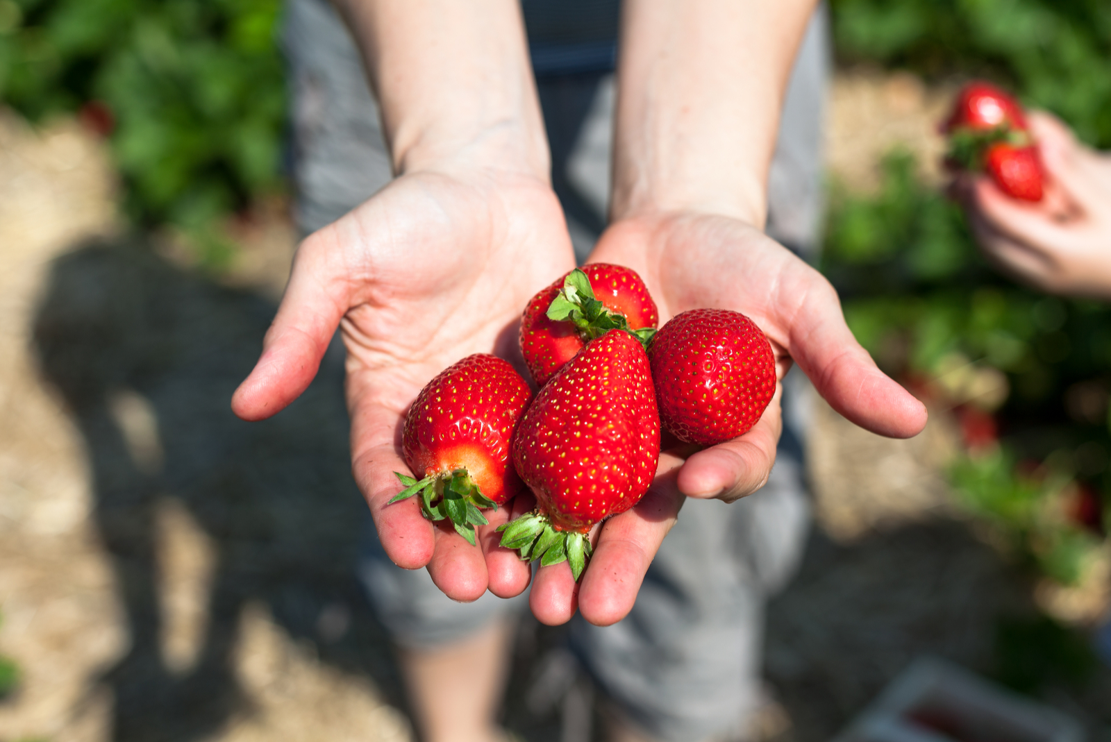 aardbeien