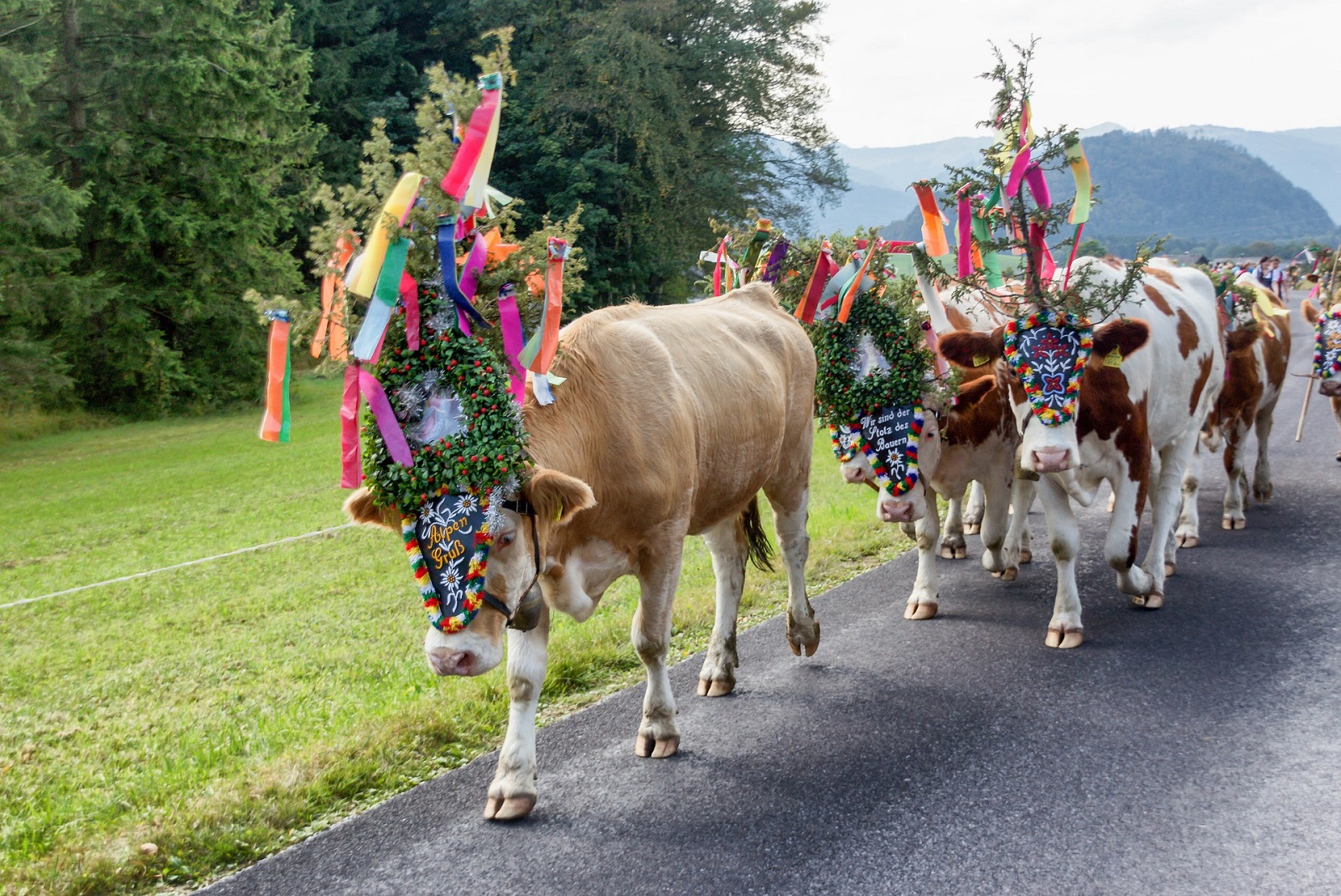 transhumance