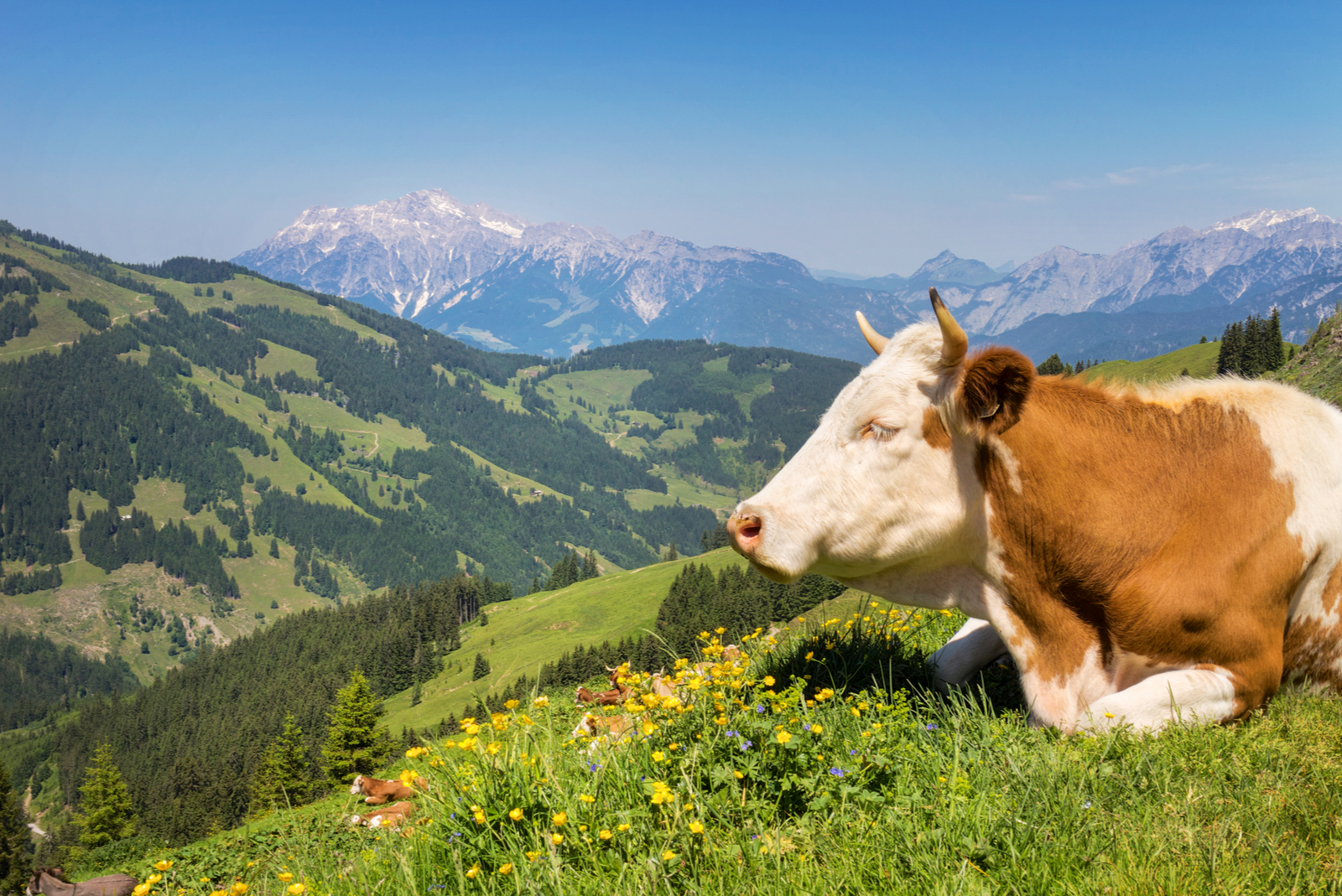 Tirol Alpen koe