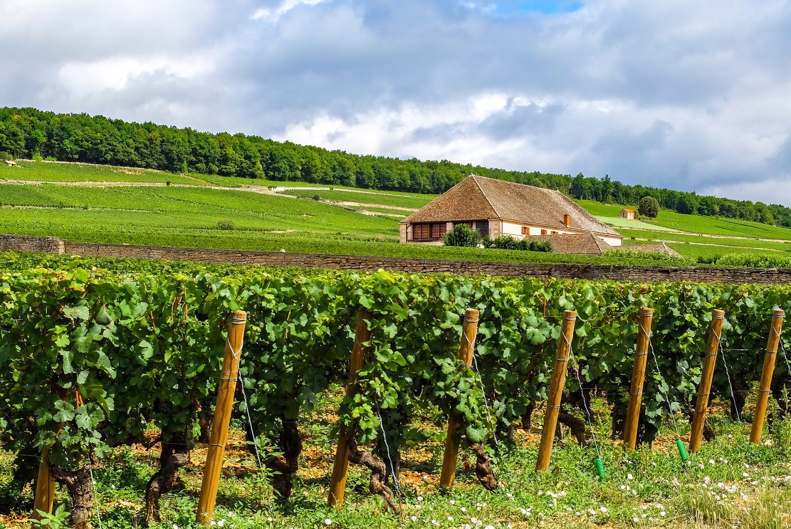 bourgogne wijngaard frankrijk