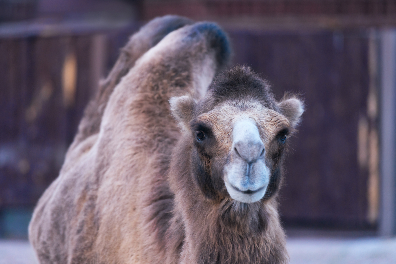 kamelen kameel uitstap