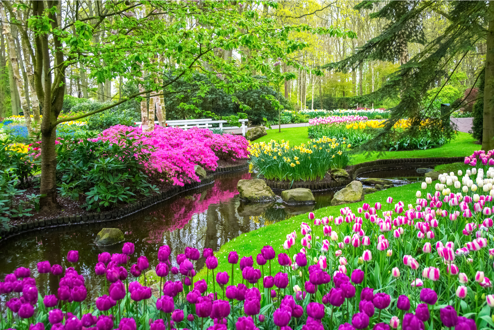 Keukenhof 