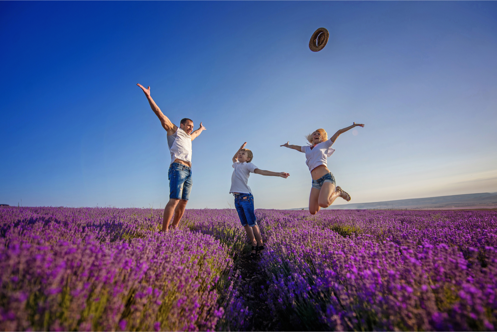 provence lavendel familie