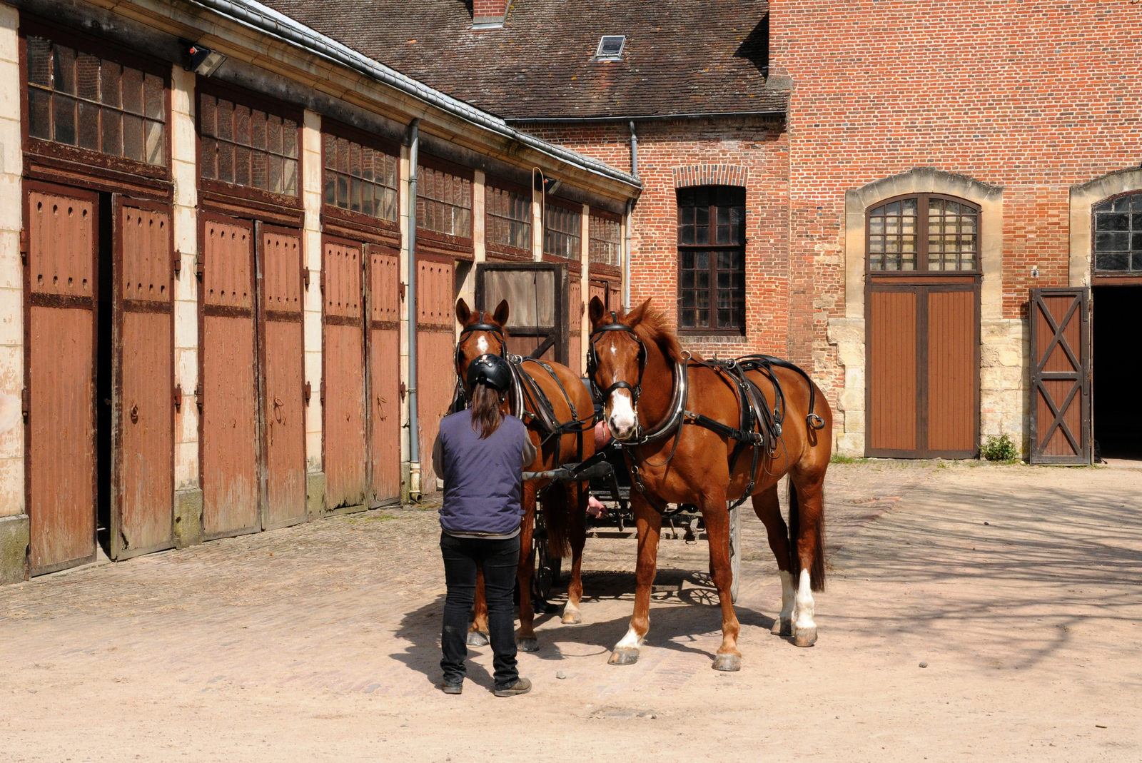 paard stoeterij