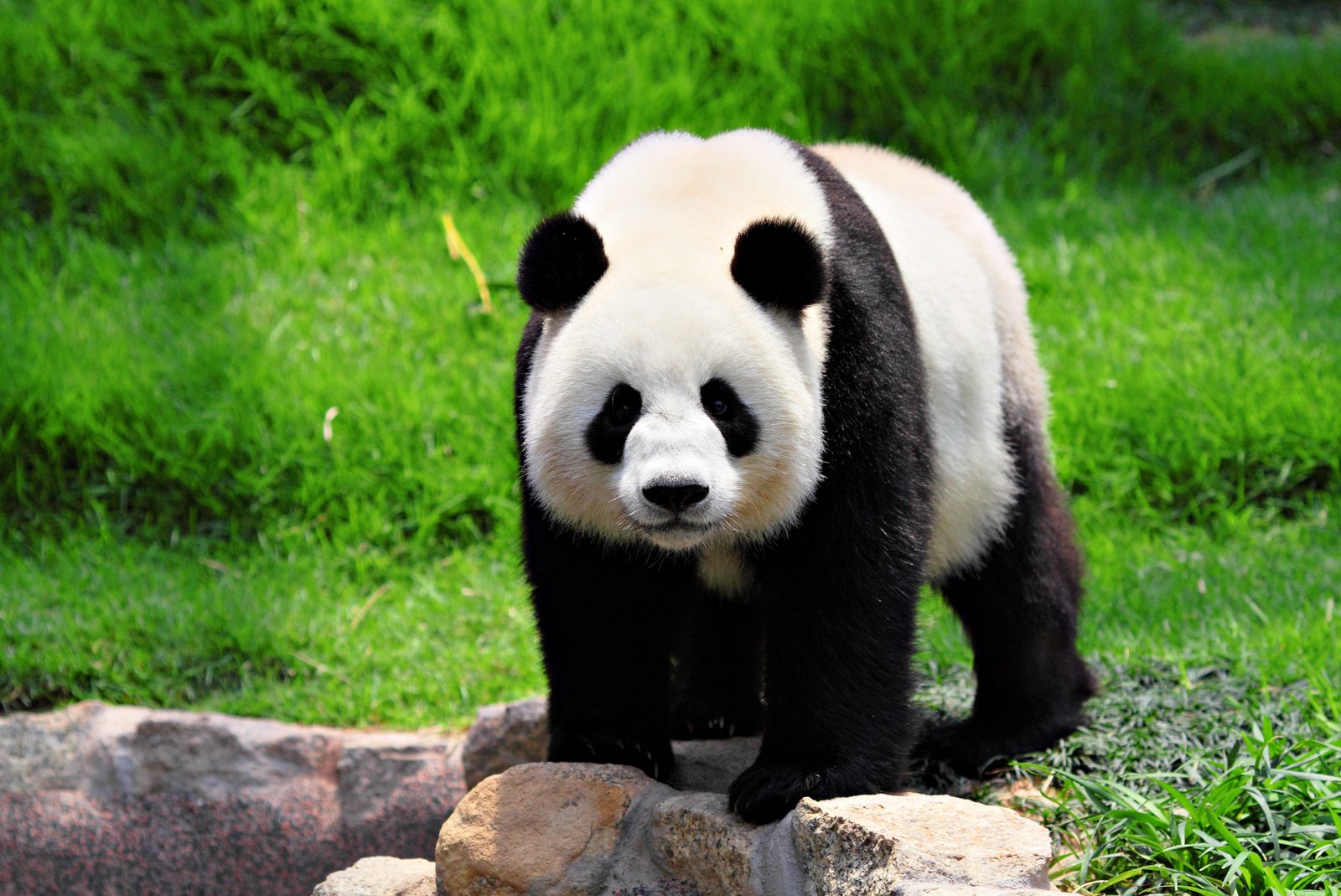 panda dierentuin zoo