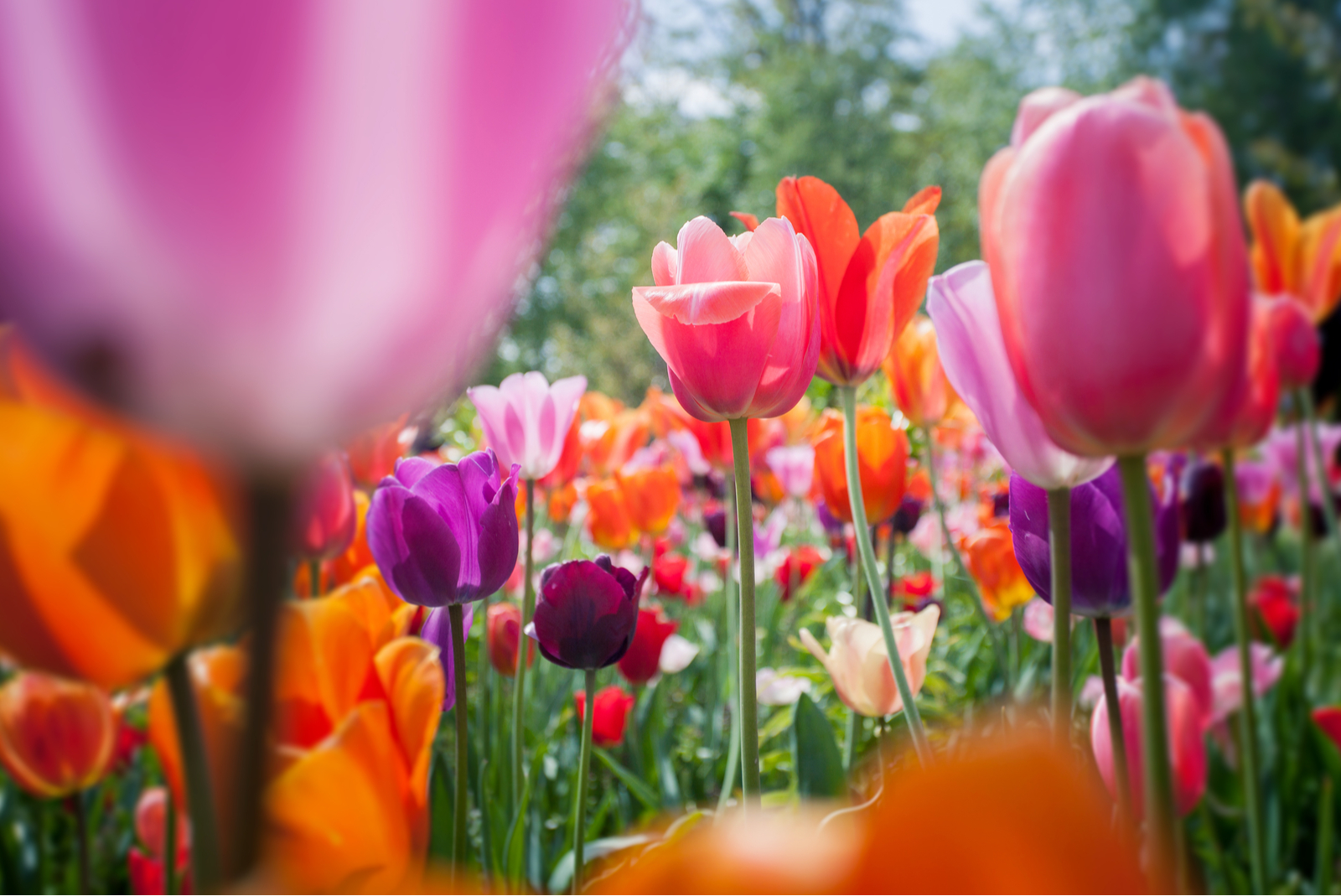 keukenhof tulipes