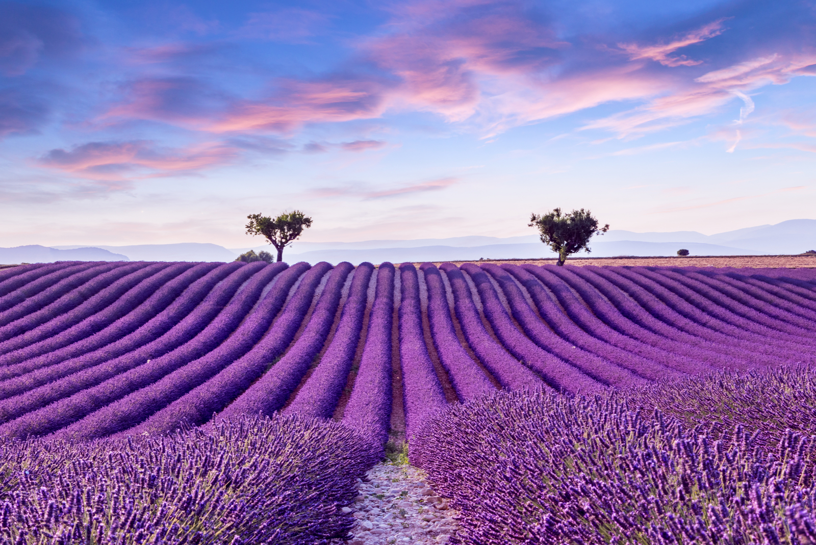 valensole provence