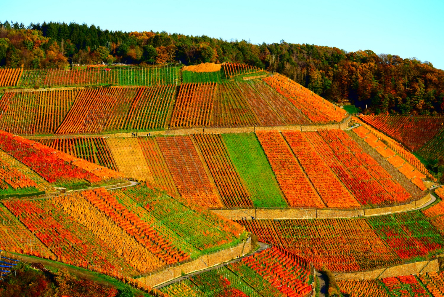 wijngaarden ahr vallei