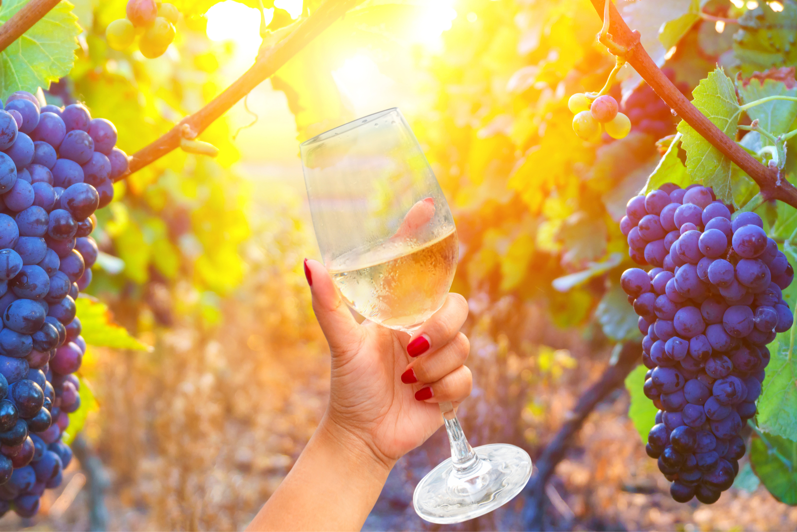 verre champagne vignoble