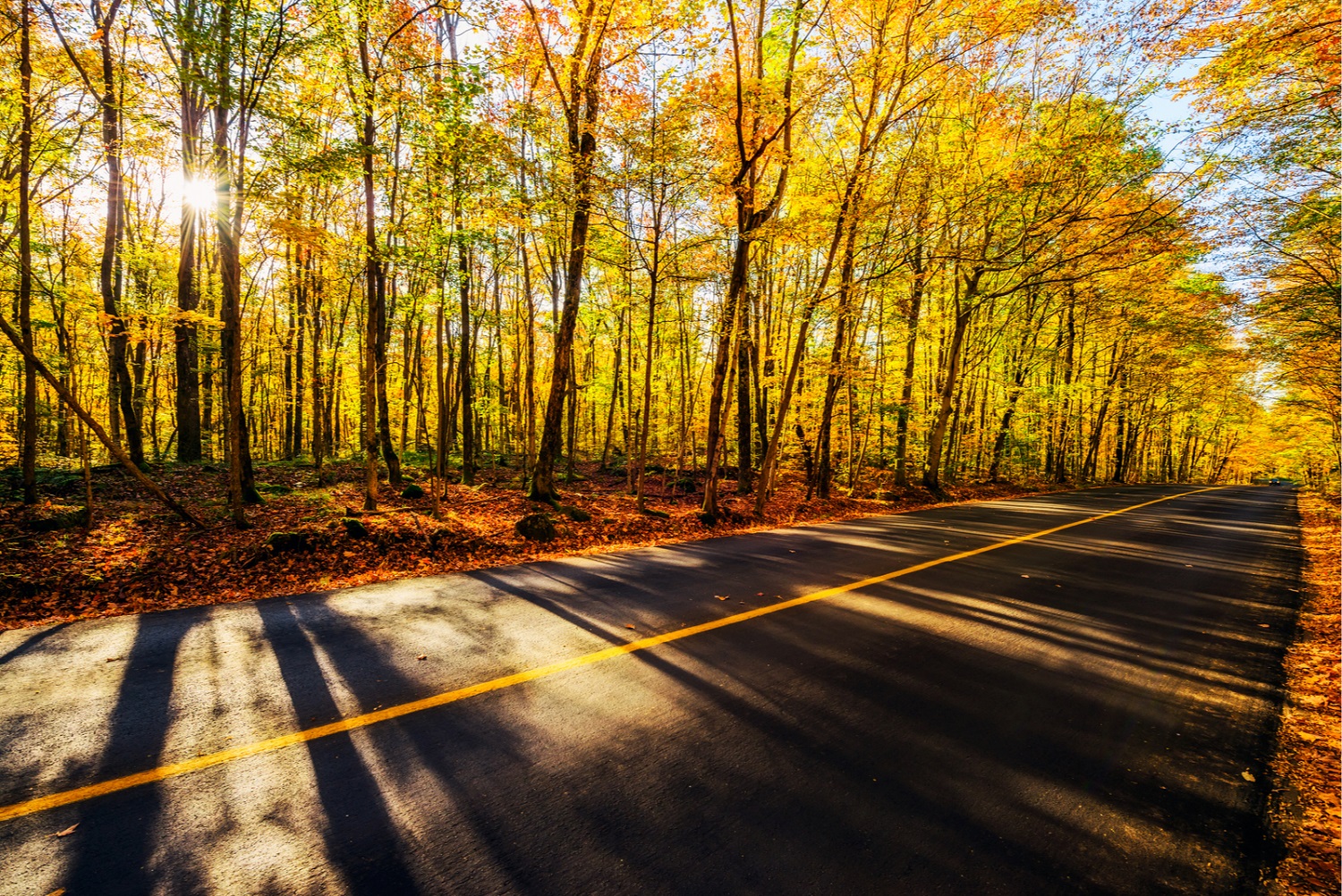 herfst weg schaduw bomen