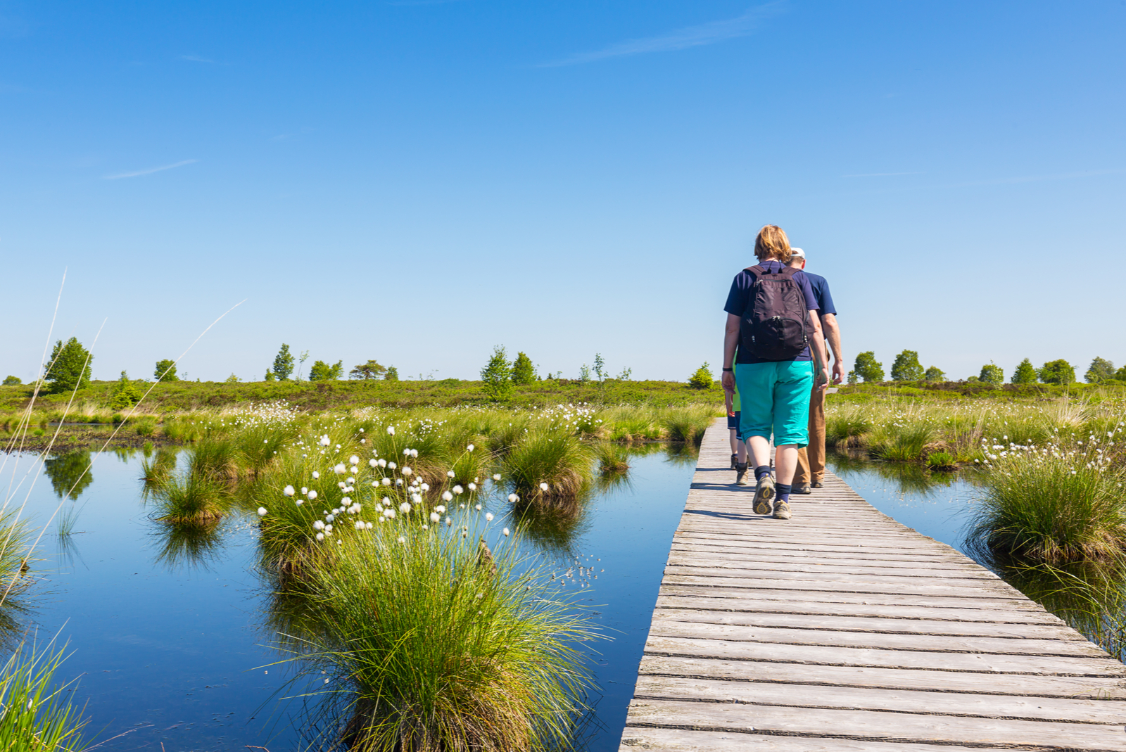 zomer in de hoge venen