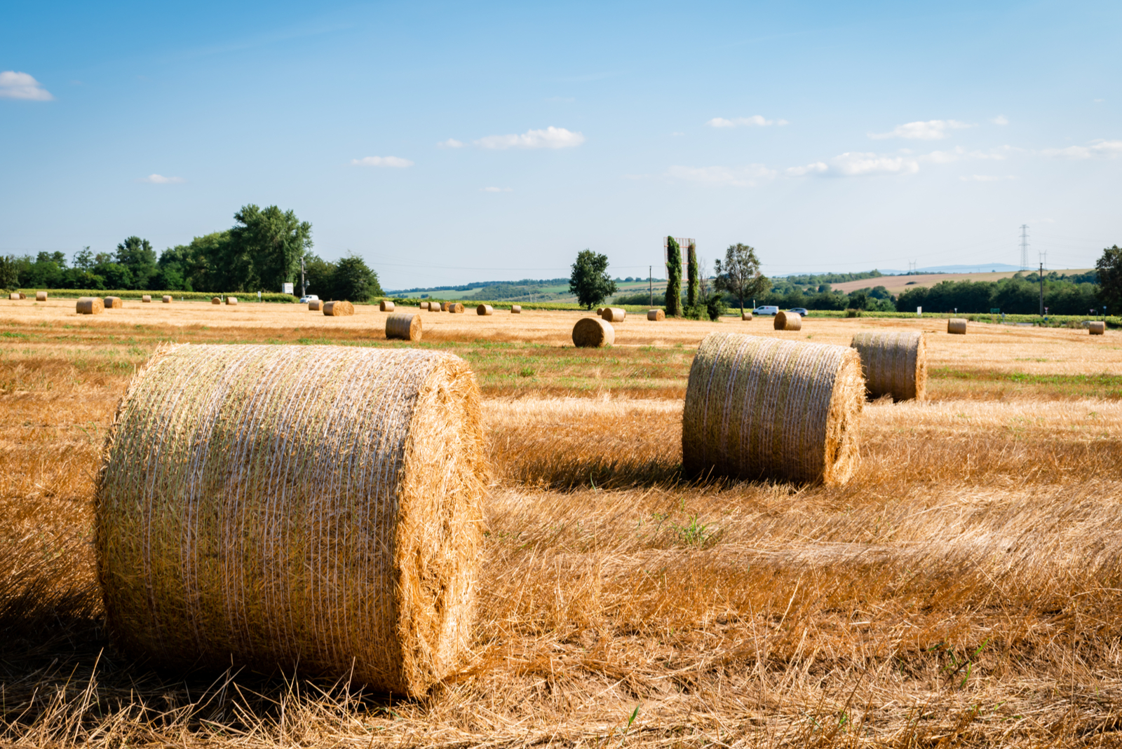 landbouw hooi veld