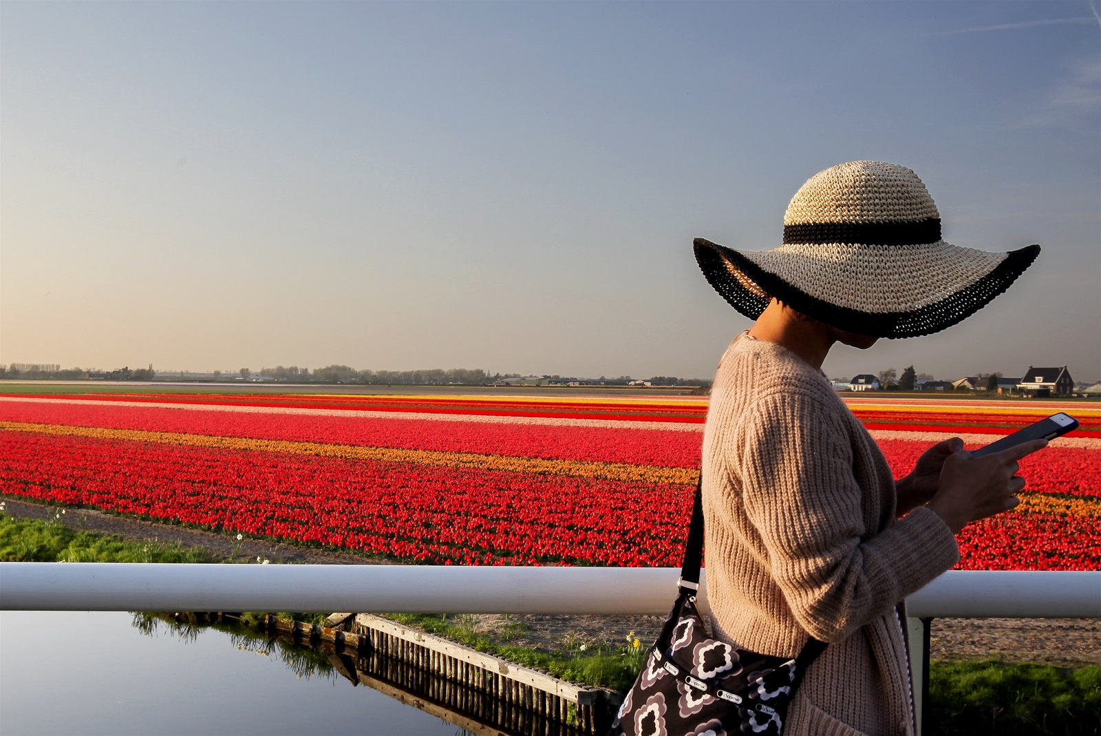 bollenstreek nederland bloemen