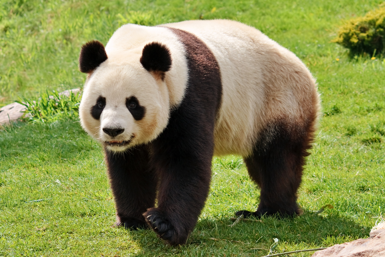 panda dierentuin zoo 