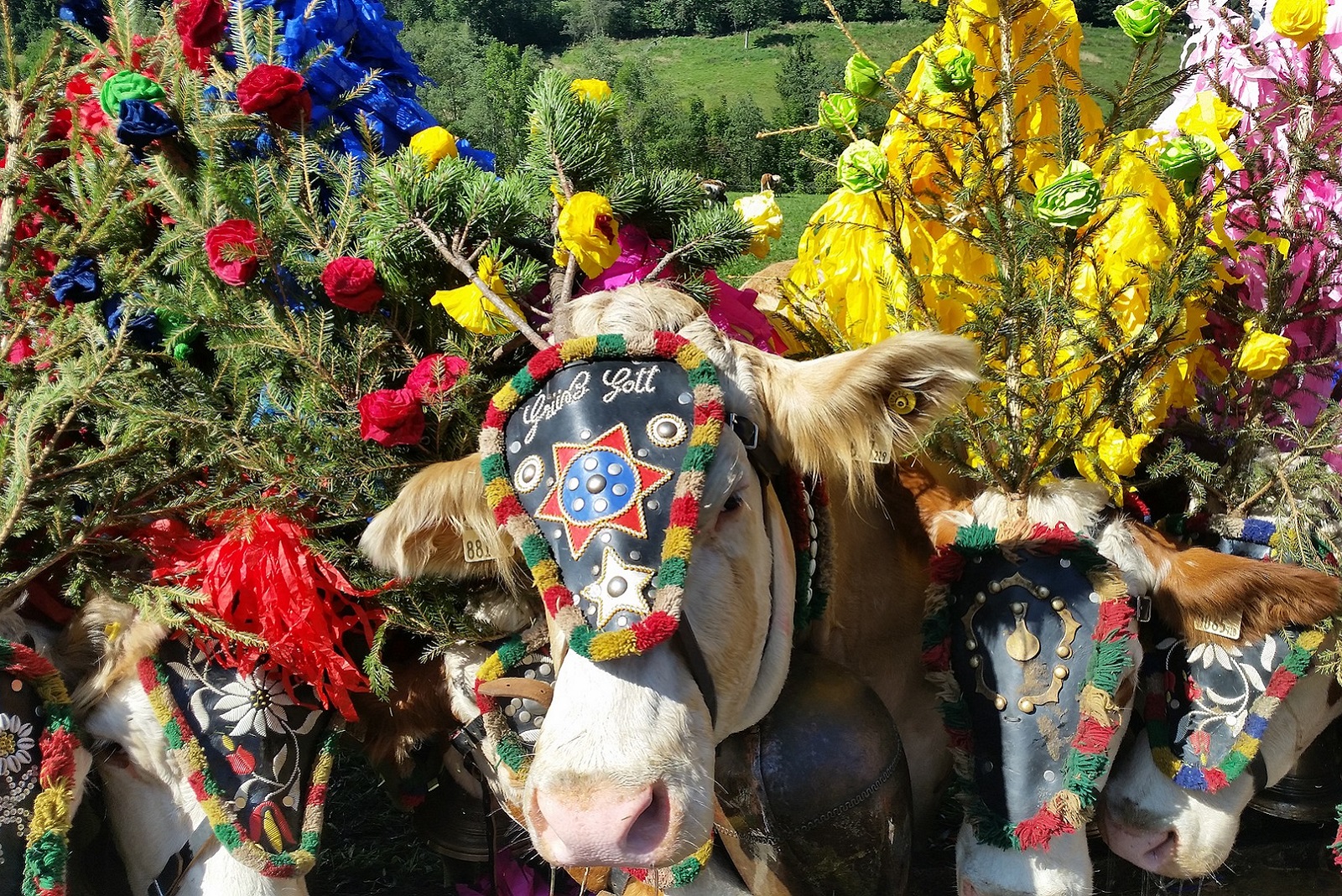 almabtrieb in tirol