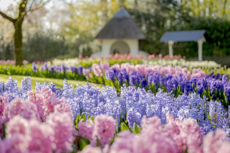 keukenhof lisse nederland