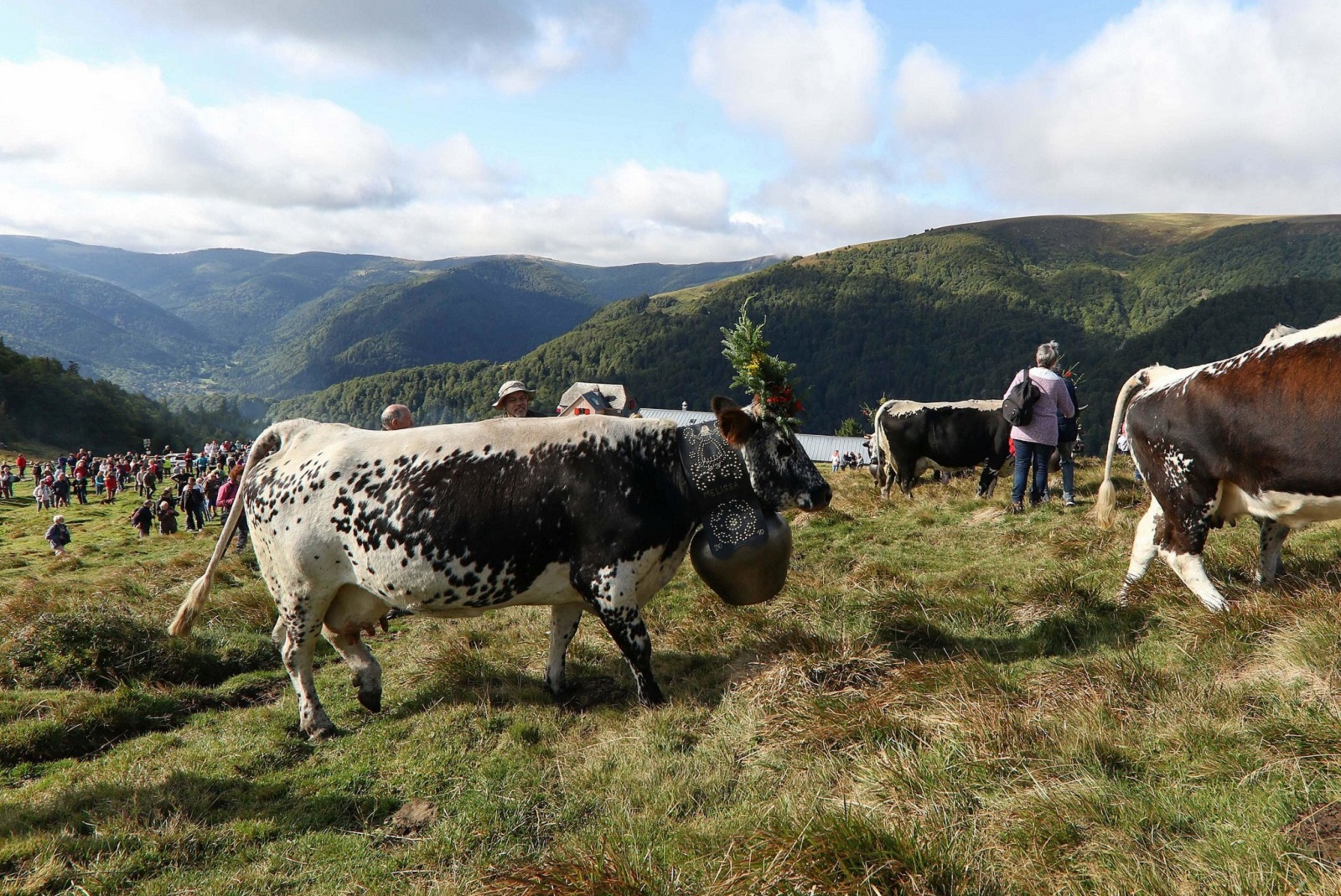 transhumance vallee de munster alsace