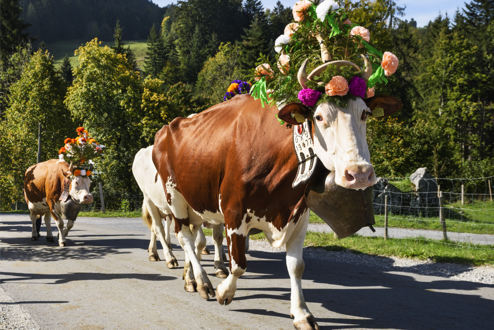 koeien transhumance charmey