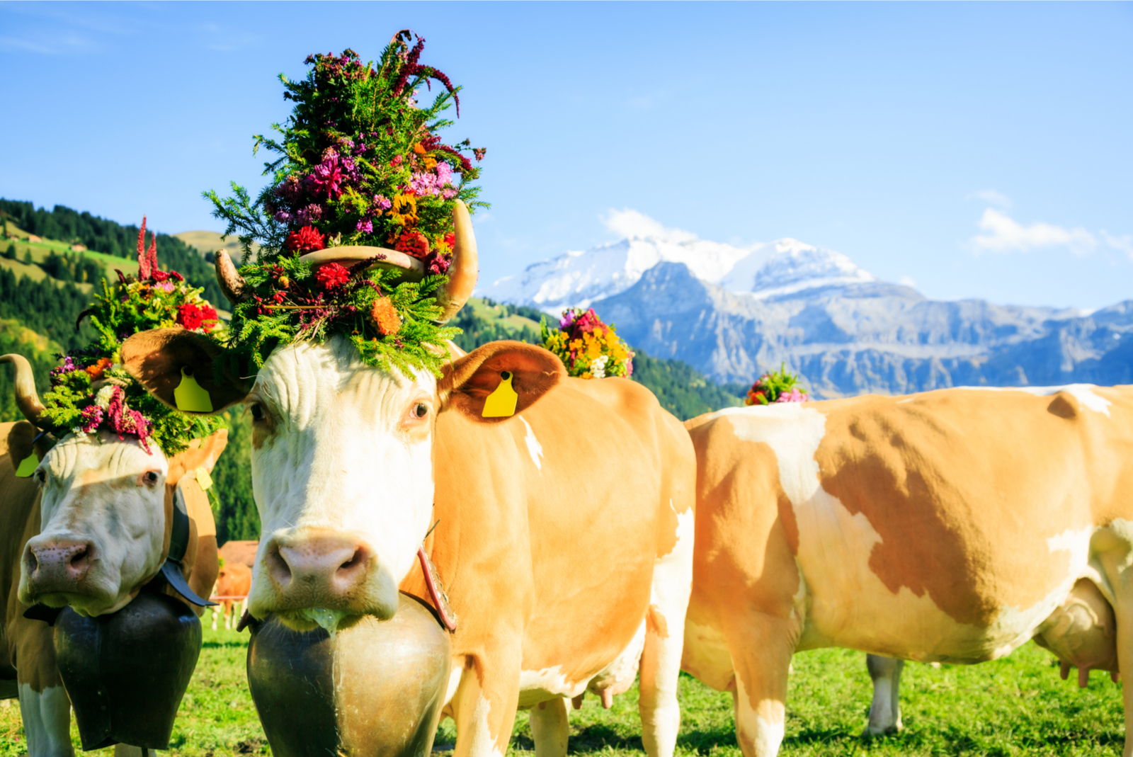 transhumance dans les alpes