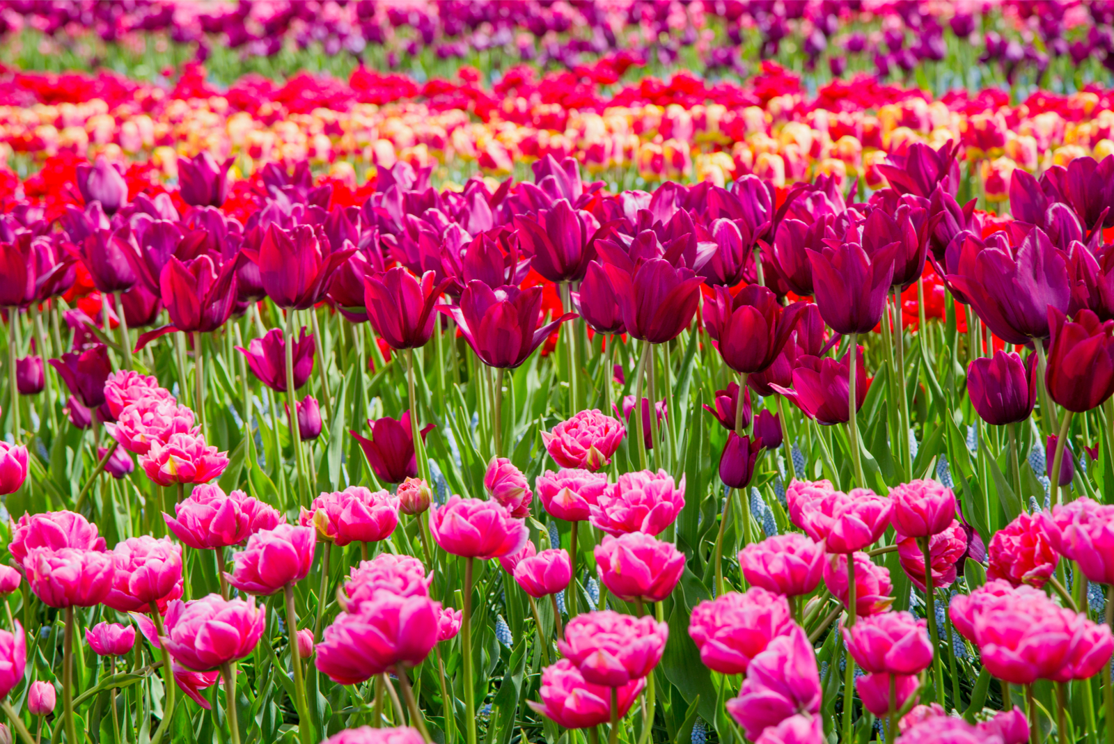 roze tulpen keukenhof