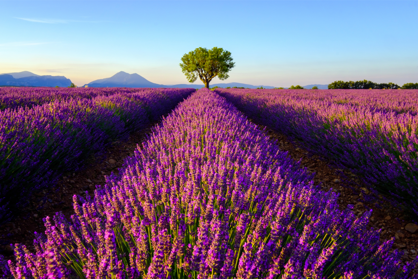 lavendel in de provence