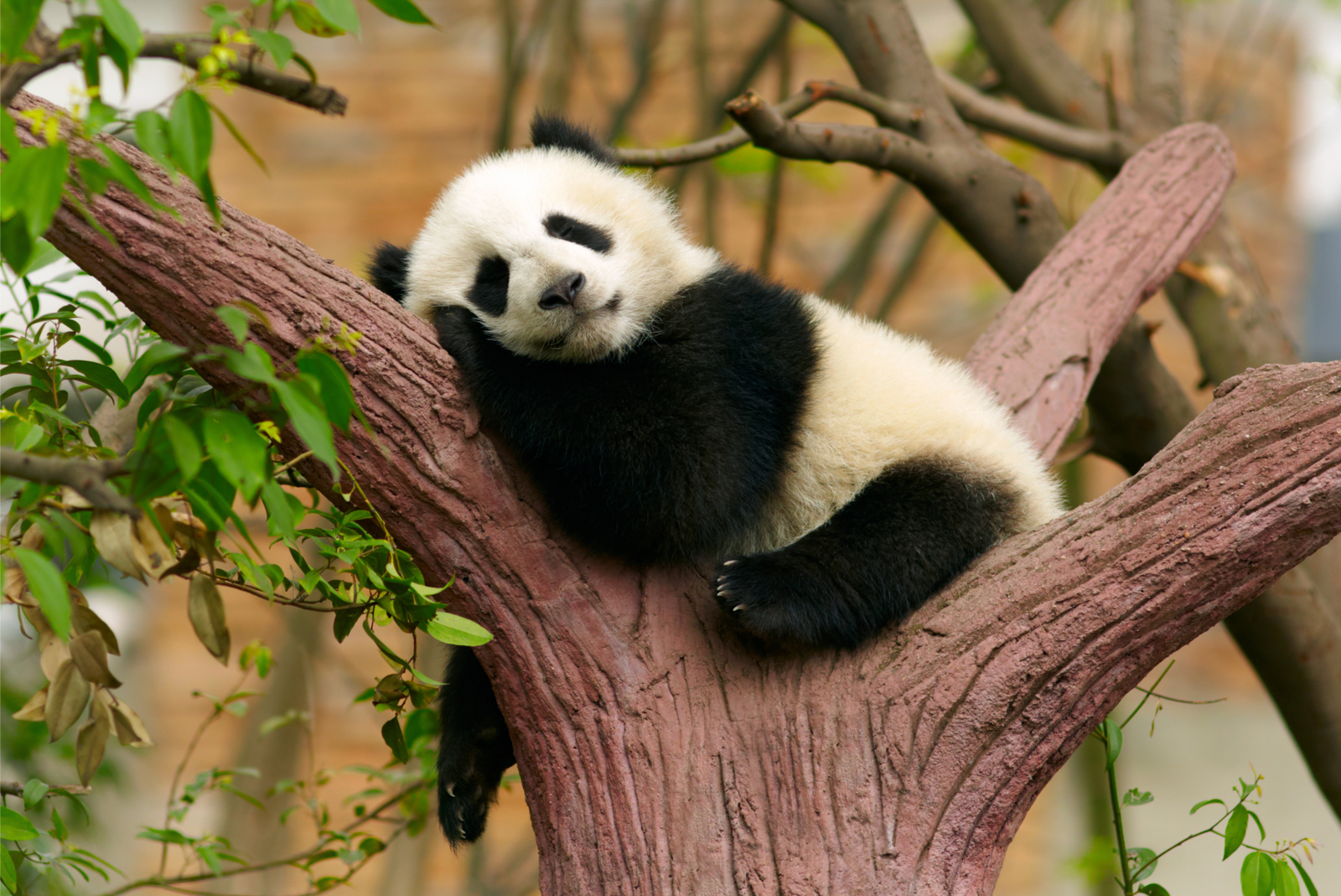 panda zoo