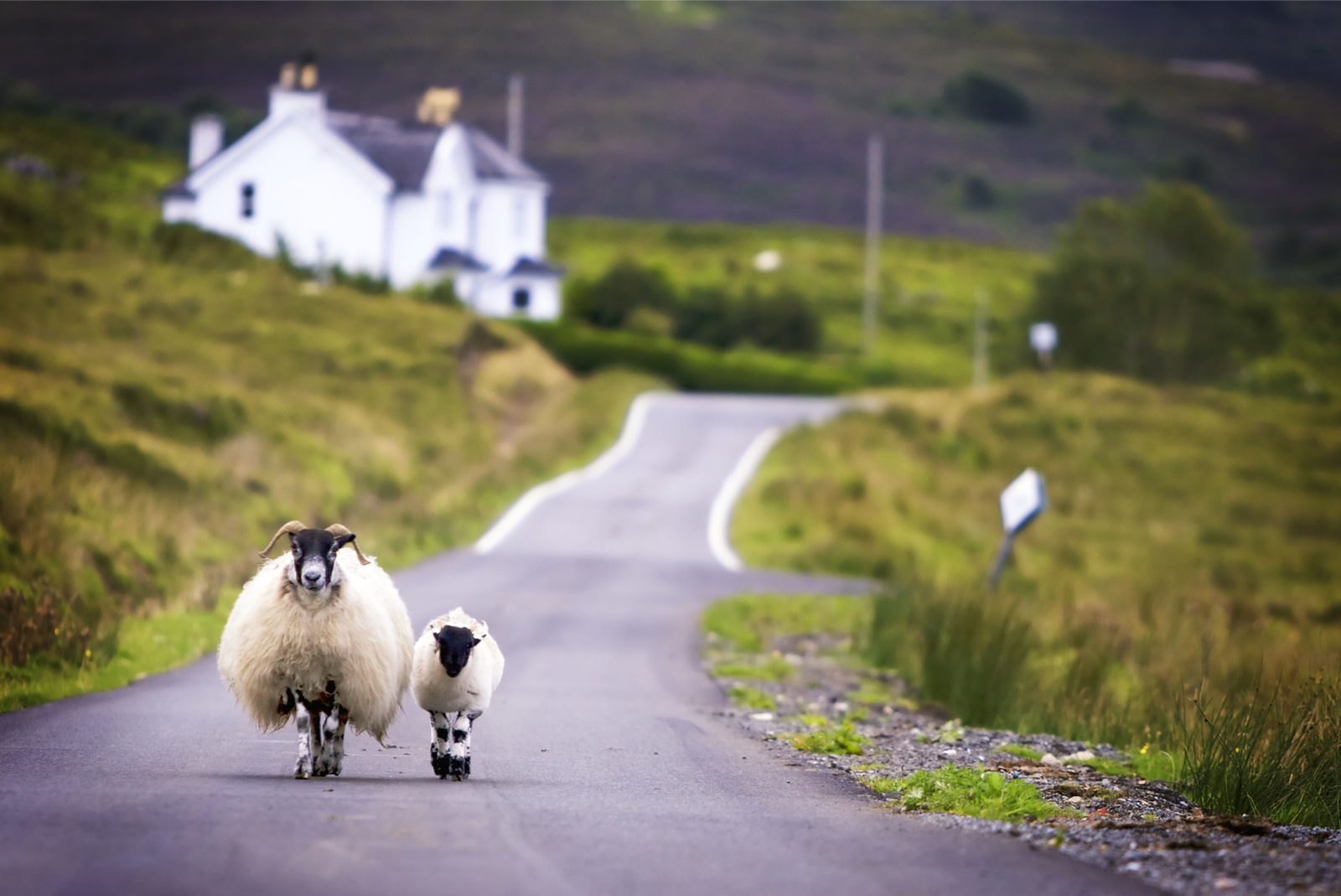 schapen op de weg in schotland