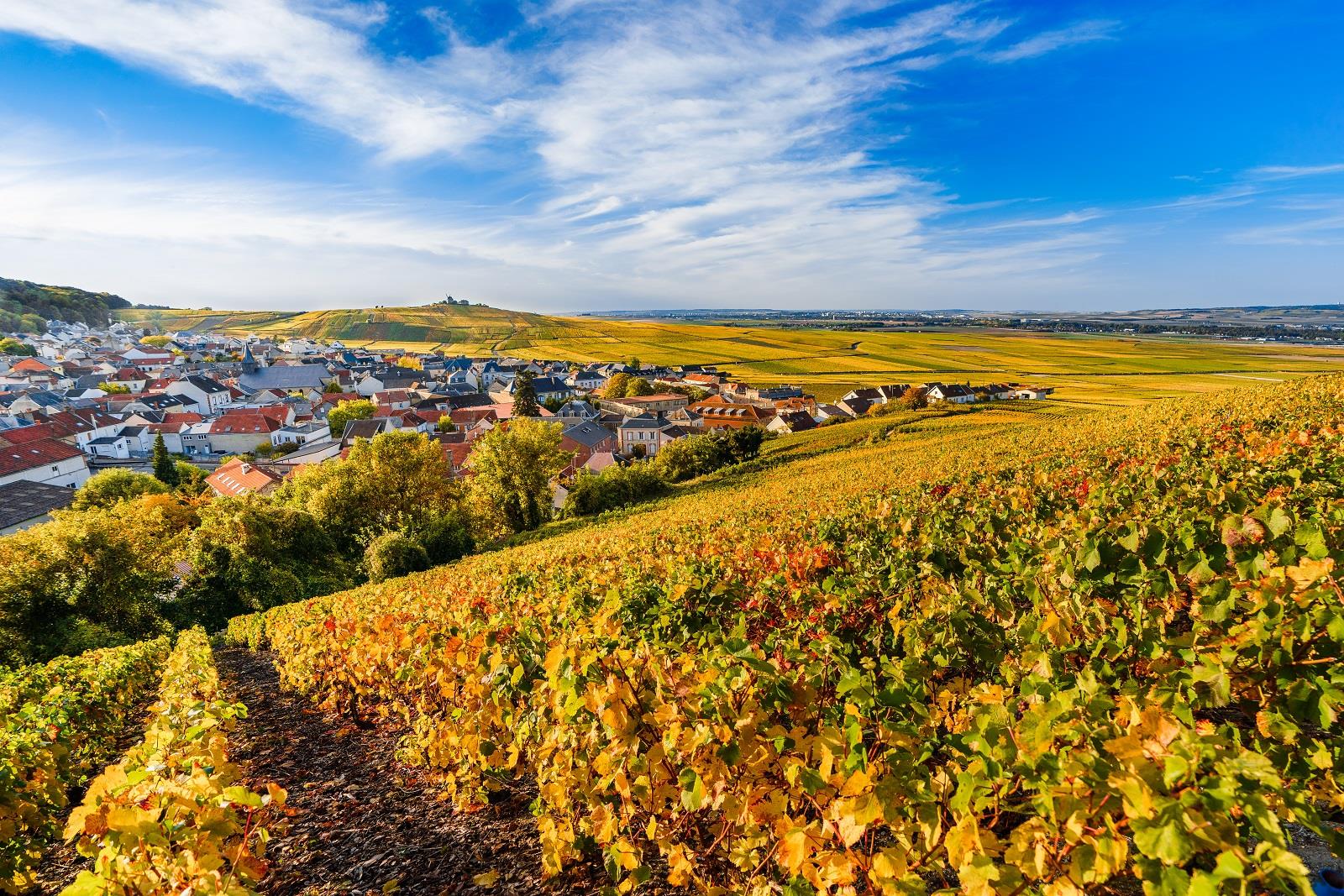 vignoble de champagne en automne