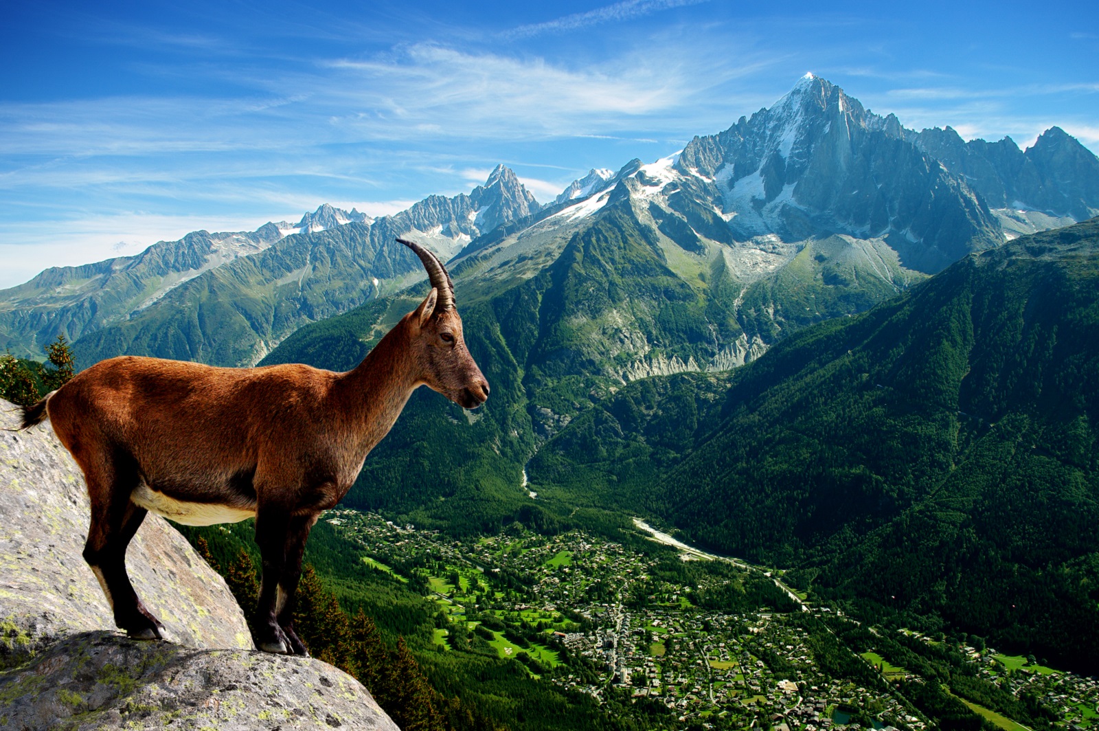 berggeit in de haute savoie