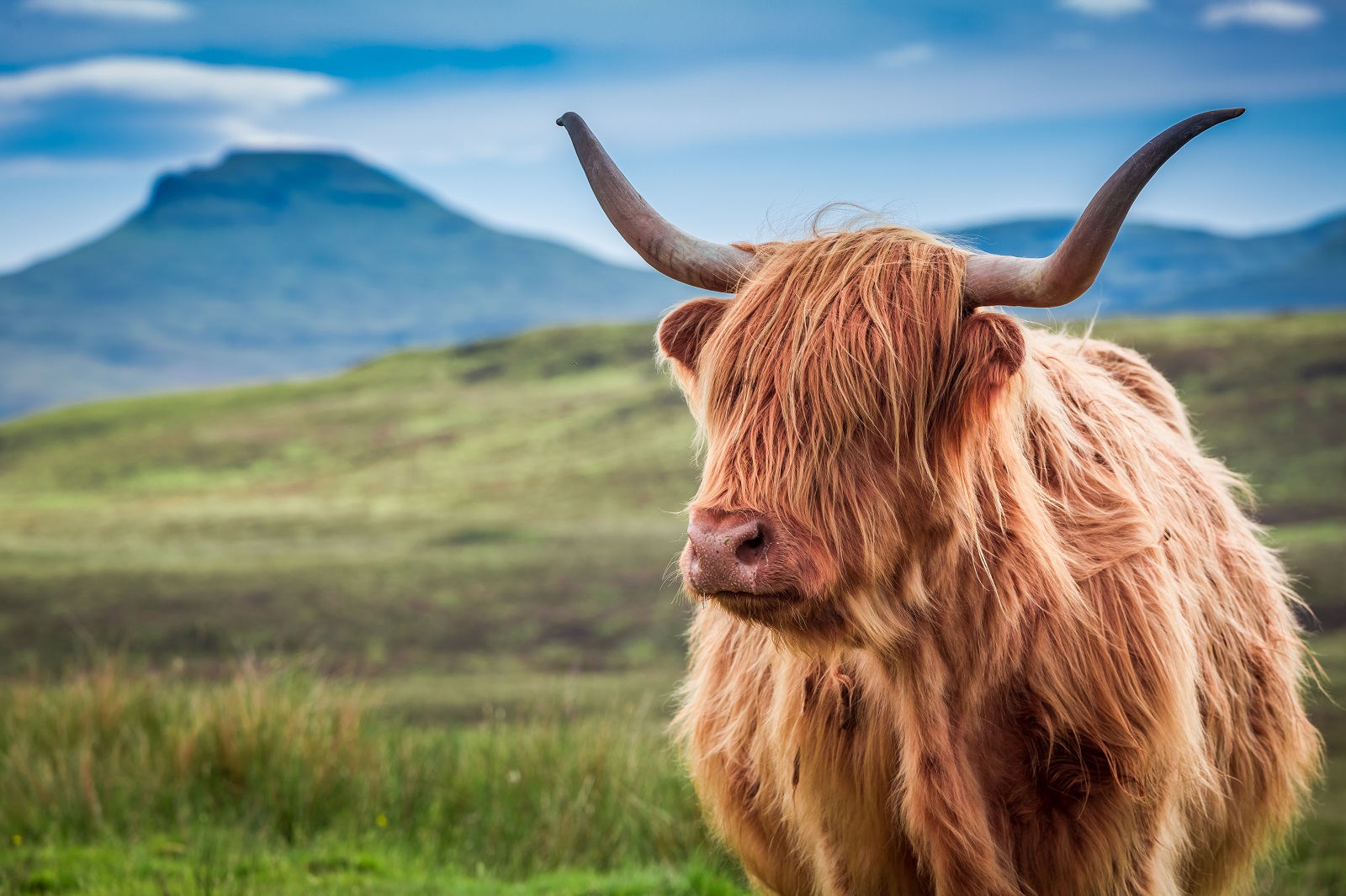 highland cos in Isle of Skye in Schotland